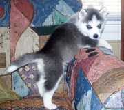 Socialized Siberian Husky puppies for sale